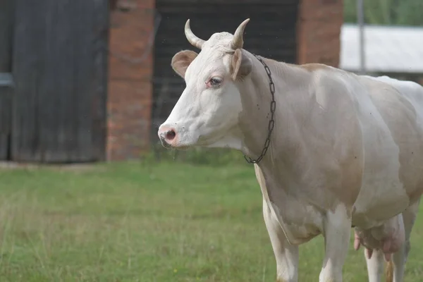 Uma Grande Vaca Leiteira Leve Conceito Agricultura Produção Leiteira — Fotografia de Stock