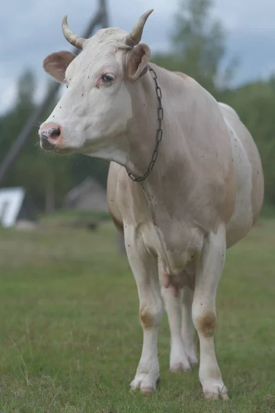 Eine Große Leichte Milchkuh Das Konzept Der Landwirtschaft Milchproduktion — Stockfoto