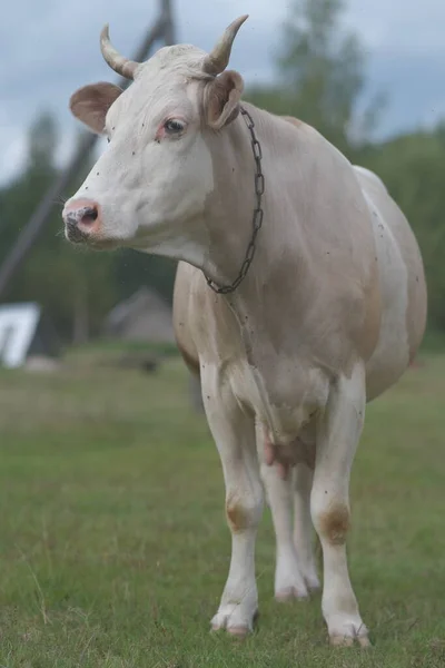 Une Grosse Vache Laitière Légère Concept Agriculture Production Laitière — Photo