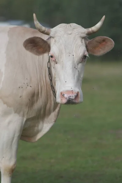 Une Grosse Vache Laitière Légère Concept Agriculture Production Laitière — Photo