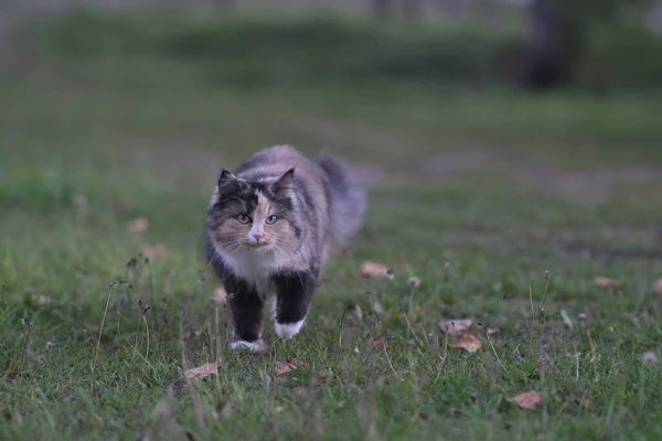 Gatto Siberiano Peloso Tricolore Cammina Sulla Macchina Fotografica Lungo Una — Foto Stock