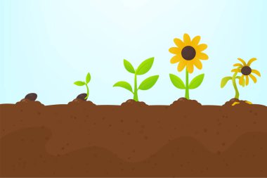 Ağaç büyümesi. Tohumdan filizlenen bir ağacı dikmek çiçeklerle filizlenir ve ölür..