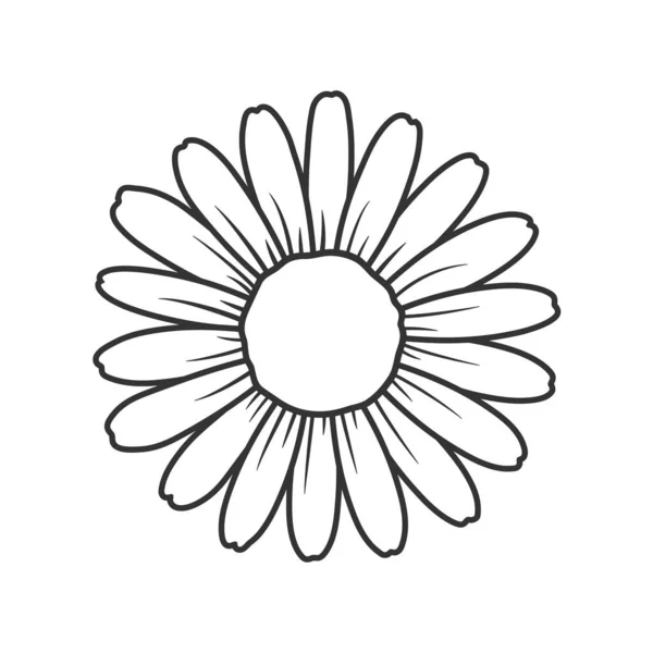 Düz Papatya Vektörü Güzel Beyaz Çiçekler Metin Eklemek Için Alanı — Stok Vektör