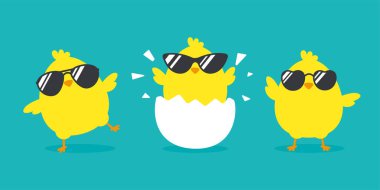 Arka planda yumurtadan çıkan gözlüklü yeni doğmuş civciv..