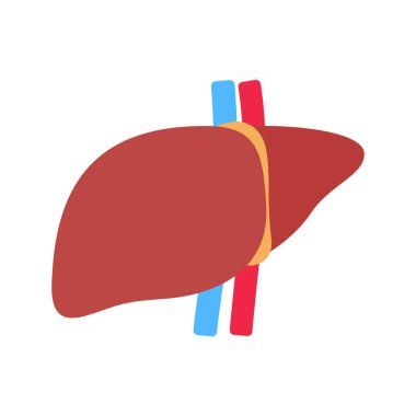 Liver icon. The liver is the human internal organ that helps filter toxins and waste from the body.