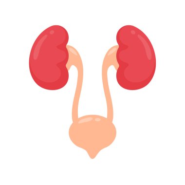 Kidney icon. A red kidney resembling a bean. Serves to filter waste to collect the gastric ulcer.