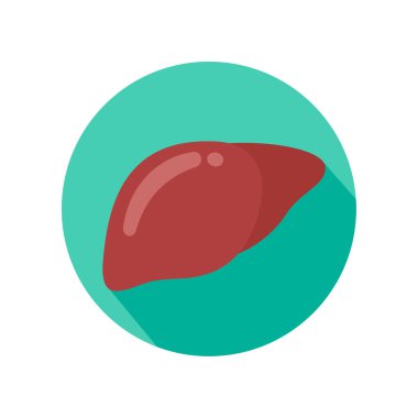 Liver icon. The liver is the human internal organ that helps filter toxins and waste from the body.