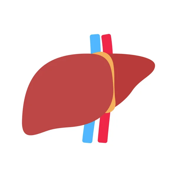 Liver Icon Liver Human Internal Organ Helps Filter Toxins Waste — Stok Vektör