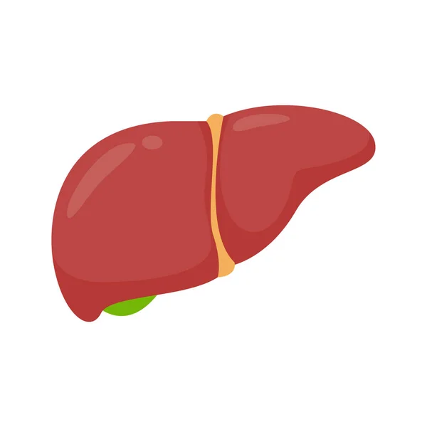 肝臓のアイコン 肝臓は体内の毒素や廃棄物をろ過するのに役立つ人間の臓器です — ストックベクタ