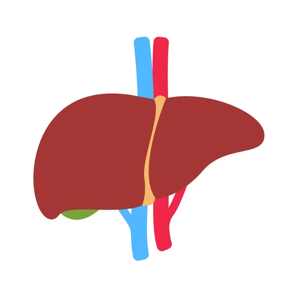 Icono Hígado Hígado Órgano Interno Humano Que Ayuda Filtrar Toxinas — Vector de stock