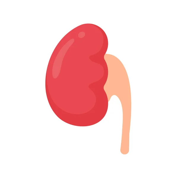 Kidney Icon Red Kidney Resembling Bean Serves Filter Waste Collect — Stock Vector