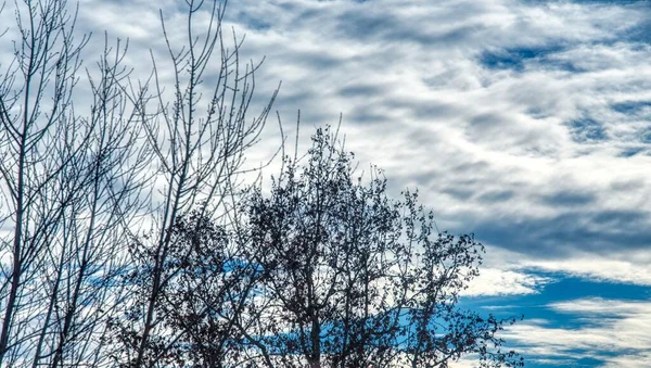 その日の最後の光の中で風に揺れる雲の塊 ロイヤリティフリーのストック写真