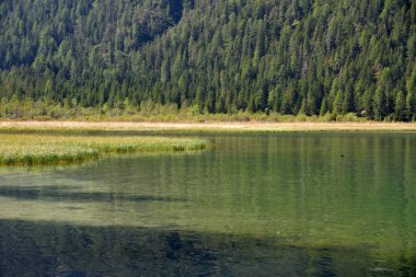 Dobbiaco Gölü 'nün başındaki sessiz bir köşede sazlıklar