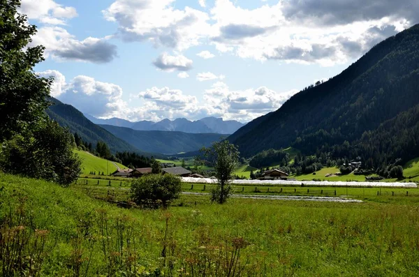 Broeikasverbouw Van Alpiene Vruchten Val Casies — Stockfoto