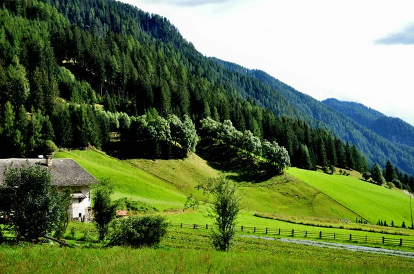 Wald Und Wiesen Auf Der Rechten Seite Des Gsieser Tals — Stockfoto