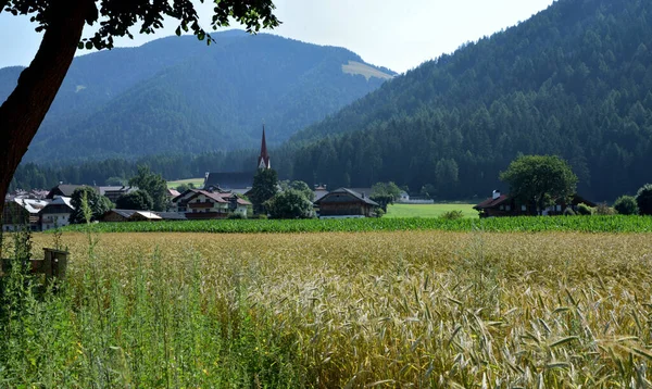 Tarweveld Aan Rand Van Rasun Sotto Anterselva Vallei — Stockfoto