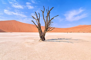 Ölü bir deve dikeni ağacı Deadvlei kil tavasında tek başına duruyor. Arka plan Namib Naukluft Ulusal Parkı 'nın yüksek kumullarını gösteriyor..