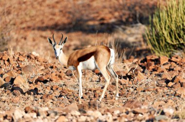 Vahşi doğada kayalık zeminde bir antilop duruyor. Bu sahne Damaraland, Namibya 'daki doğal yaşam alanını gösteriyor..