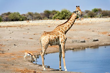 Zürafa ve kara yüzlü Impala güneşli bir günde içmek için Etosha Ulusal Parkı 'ndaki su birikintisinde toplanıyor..