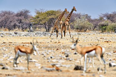 Zürafalar doğada yürürken, bahar kuşları gün içinde Etosha Ulusal Parkı 'nda otluyor..