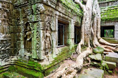 Ta Prohm Tapınağı, Angkor, Kamboçya 'daki antik taş oymaları, doğanın tarihsel mimarinin geri kazanılmasını gözler önüne seriyor..