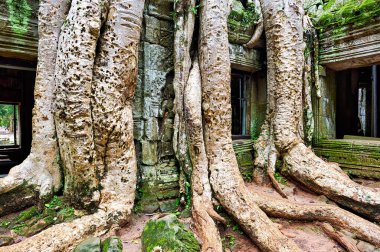 Ta Prohm Tapınağı, Angkor, Kamboçya 'daki antik taş duvarlarla iç içe geçen dev ağaç kökleri doğanın gücünü zaman içinde sergiliyor..