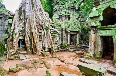 Bir ziyaretçi Angkor, Kamboçya 'daki eski Ta Prohm tapınağını gözlemler. Orada devasa ağaç kökleri yosun kaplı kayalarla birleşir ve doğanın ıslah edilişini gösterir..