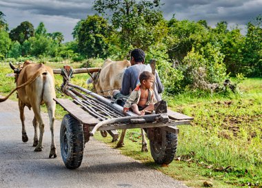 Bir adam ve bir çocuk kırsal bir yolda öküzler tarafından çekilen bir arabaya biniyorlar, muhtemelen köy ortamında taşınmak ya da çiftlik işleri için..