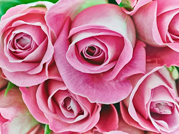 Roses roses Fleurs romantiques Images De Stock Libres De Droits