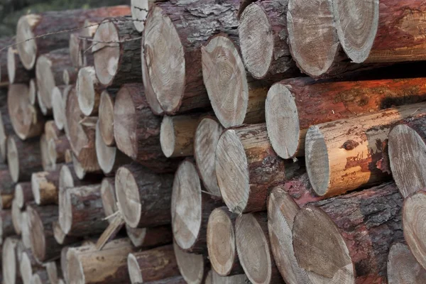 Pila de troncos de madera —  Fotos de Stock