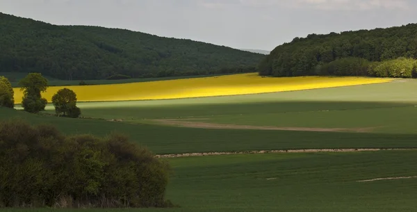 Sommerlandschaft mit gelbem Rapsfeld — Stockfoto