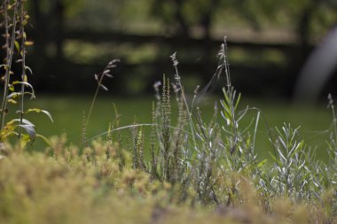 heather mor çiçek açan 