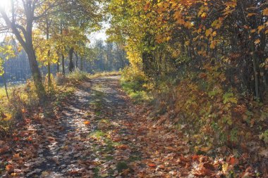 sonbahar park sahnesi 