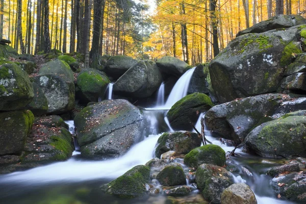 Flusso autunnale nella foresta — Foto Stock