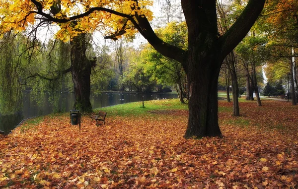 Autumn forest — Stock Photo, Image