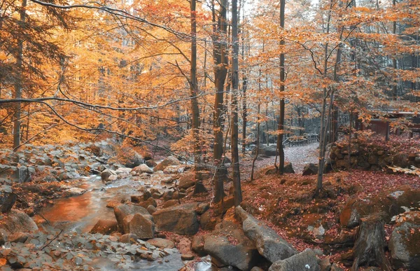 Höstens ström i skogen — Stockfoto