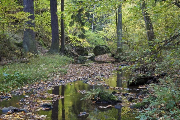 Forêt d'automne — Photo