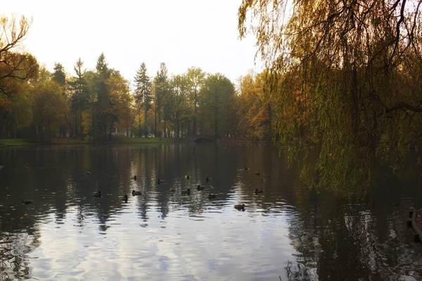 Herfstbos — Stockfoto