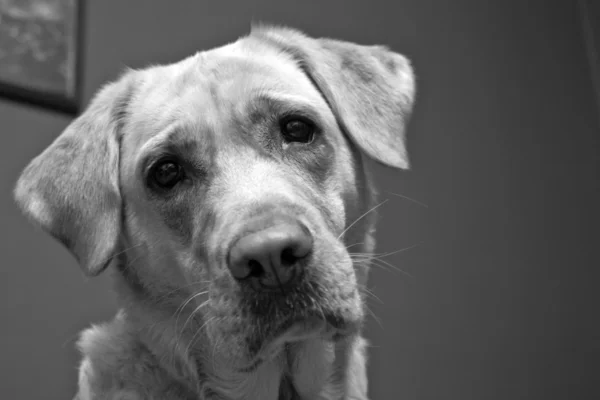 Retrato Labrador — Fotografia de Stock