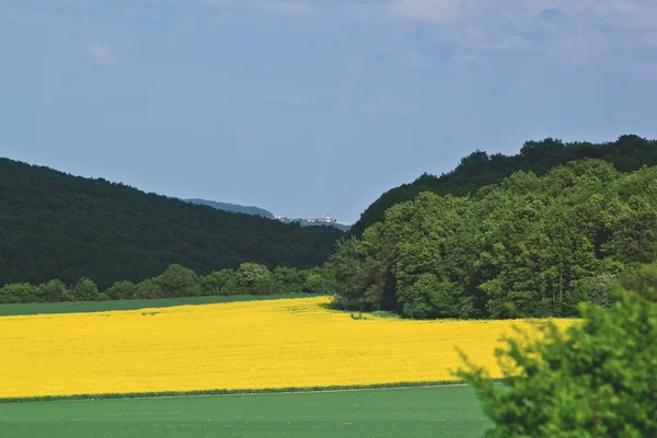 Letní krajina s žlutým znásilnění pole — Stock fotografie