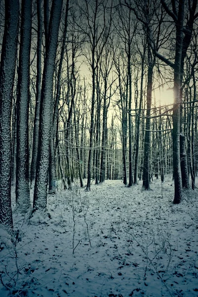 Bosque misterioso — Foto de Stock