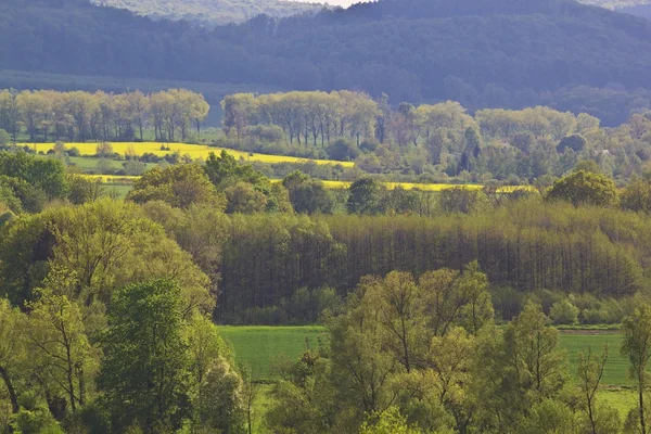 Letní krajina s žlutým znásilnění pole — Stock fotografie