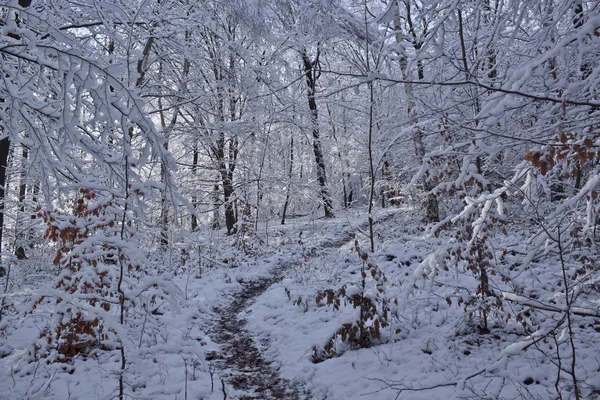 Zonsopgang in een winter forest — Stockfoto