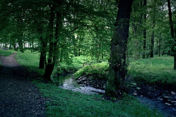 Geheimnisvoller Wald — Stockfoto