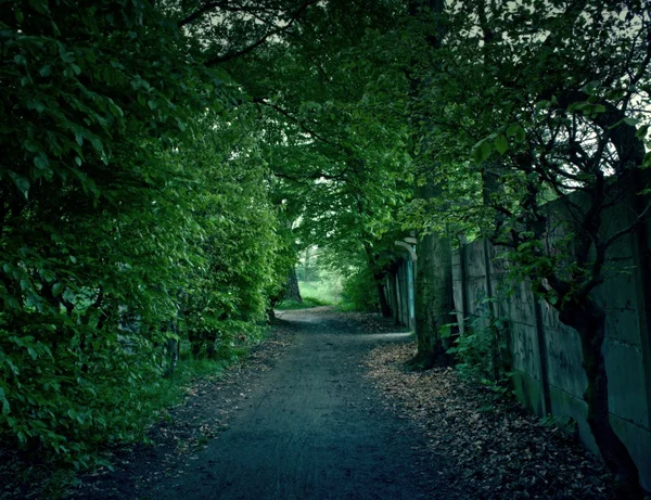 Bosque misterioso — Foto de Stock