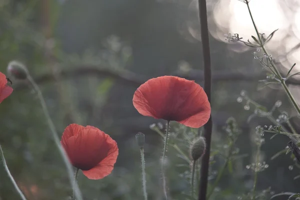 Campo de amapolas — Stockfoto