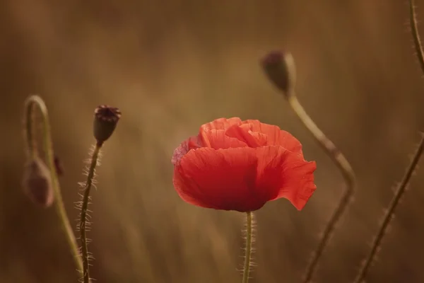 Campo de amapolas — Stockfoto