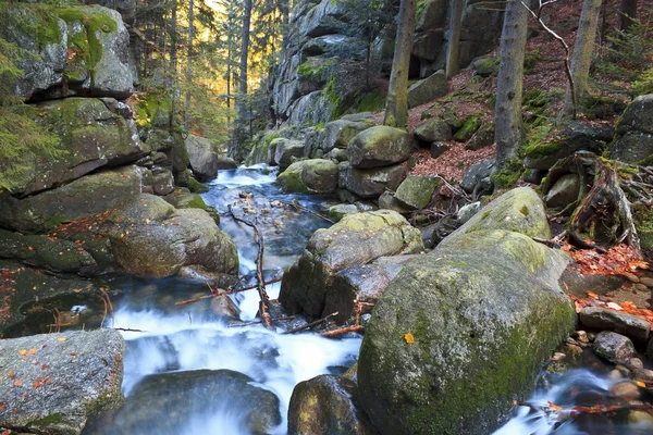 Cours d'eau d'automne dans la forêt — Photo