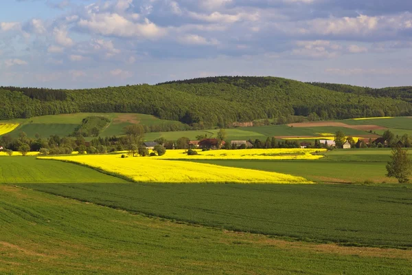 Letní krajina s žlutým znásilnění pole — Stock fotografie