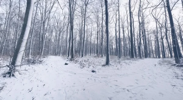 Vinter skogsstigar — Stockfoto